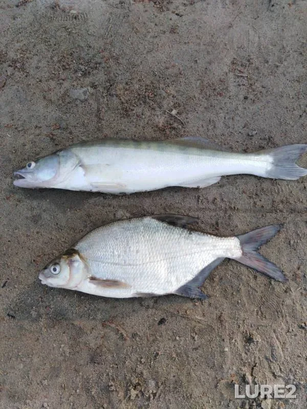 Bream, Zander — Irtysh, Jul 20, 2019
