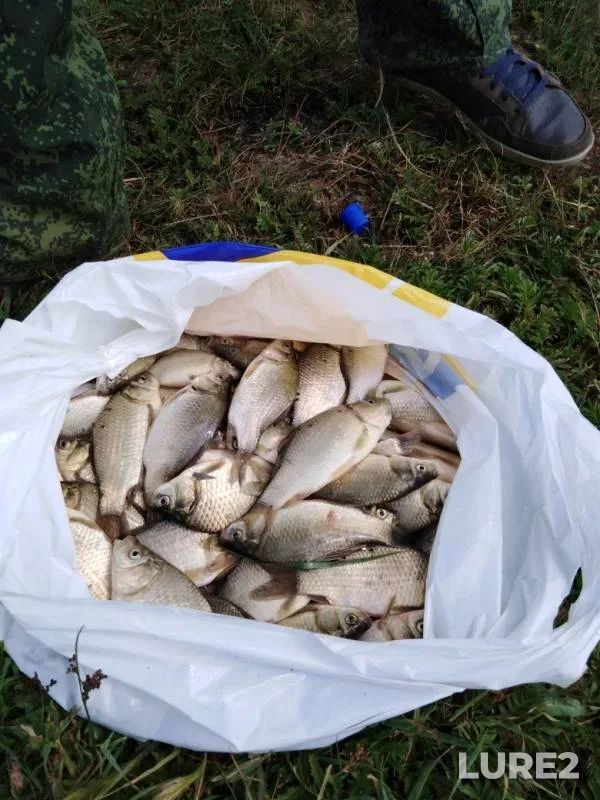 Crucian carp — Irtysh, Jul 20, 2019