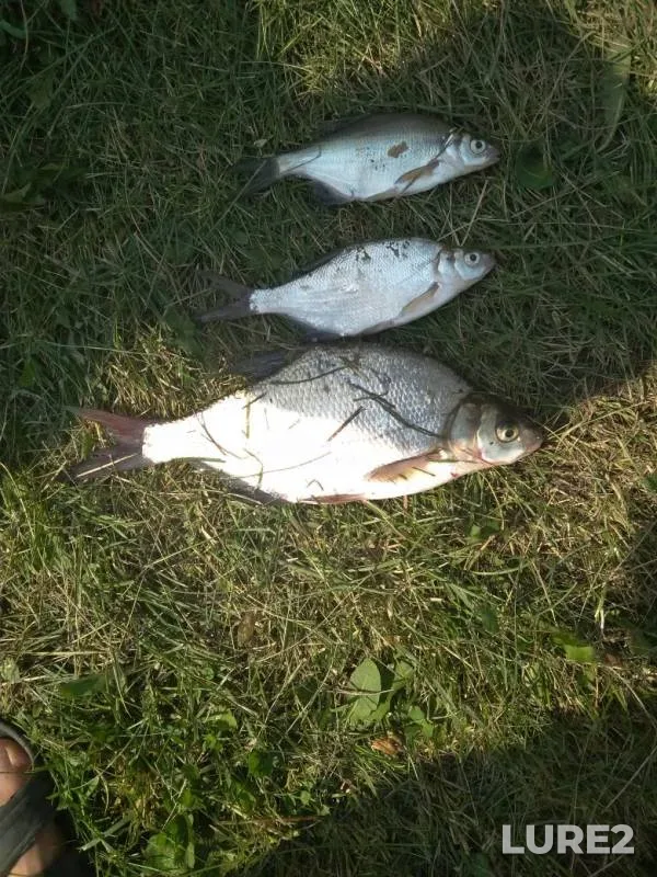 Bream — Omskaya oblast, Omskiy rayon, Jul 21, 2019