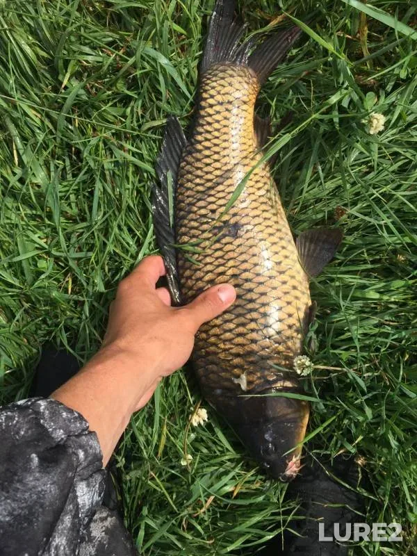 Crucian carp — Karapuz, Jul 21, 2019