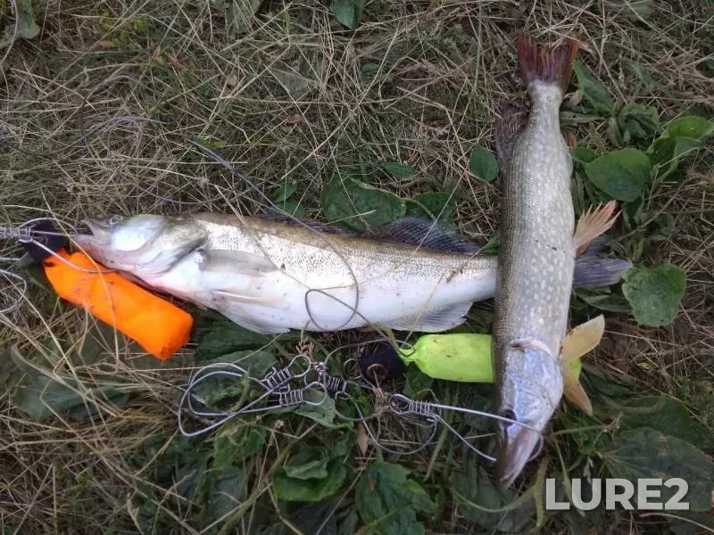 Pike, Zander — Irtysh, Jul 21, 2019