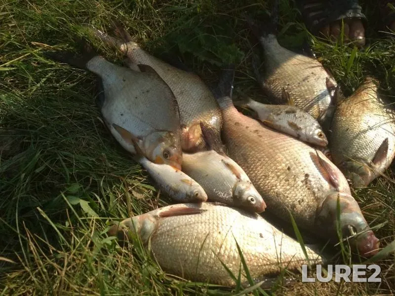 Bream, Roach — Irtysh, Jul 21, 2019