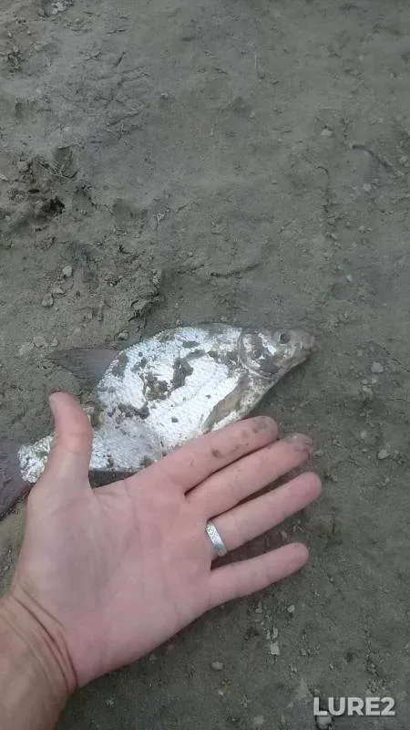 Bream — Irtysh, Jul 22, 2019
