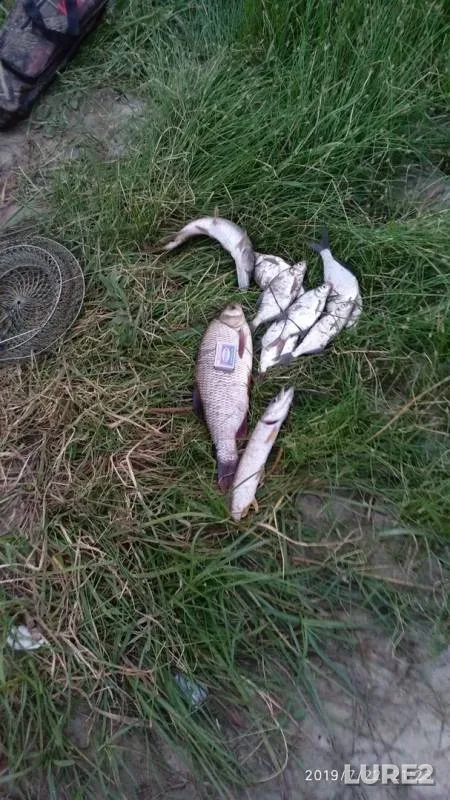 Bream, Ide — Irtysh, Jul 22, 2019