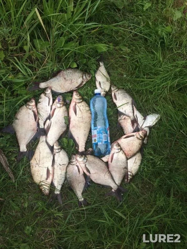 Bream — Irtysh, Jul 23, 2019
