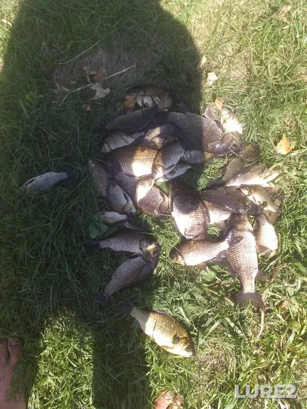 Crucian carp — Omskaya oblast, Tyukalinskiy rayon, Jul 25, 2019