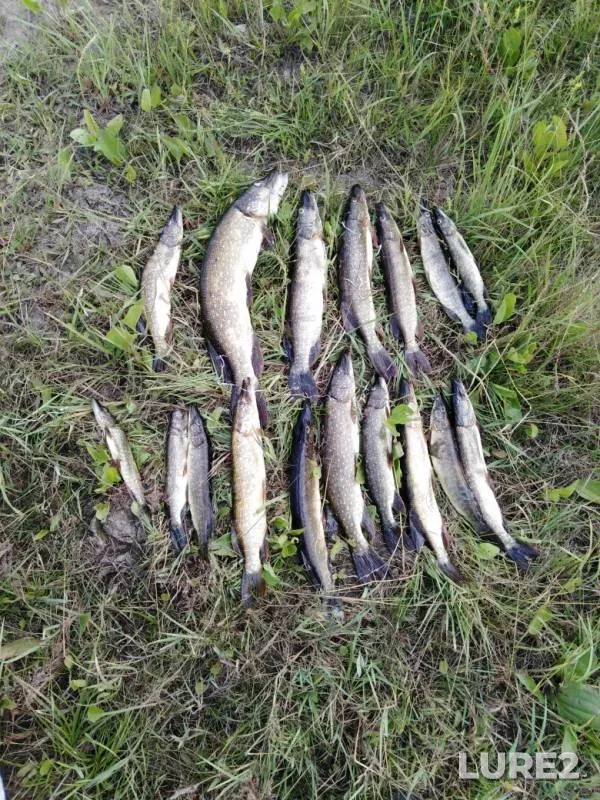 Pike — Omskaya oblast, Tyukalinskiy rayon, Jul 27, 2019