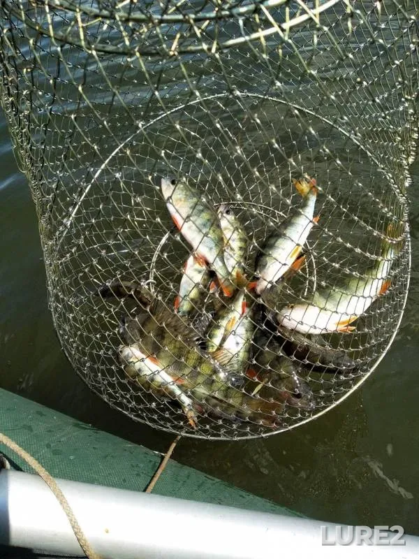 Perch — Omskaya oblast, Poltavskiy rayon, Jul 28, 2019