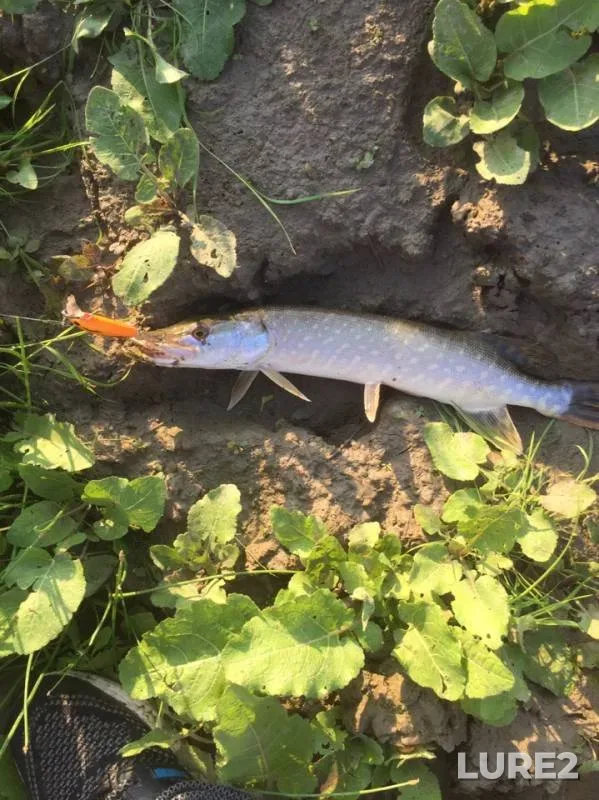 Pike — Irtysh, Jul 30, 2019