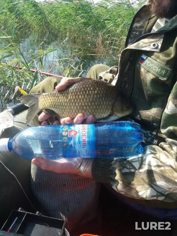 Crucian carp — Omskaya oblast, Sherbakulskiy rayon, Jul 30, 2019
