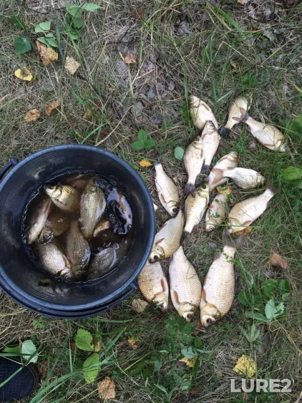 Crucian carp — Omskaya oblast, Tyukalinskiy rayon, Aug 03, 2019
