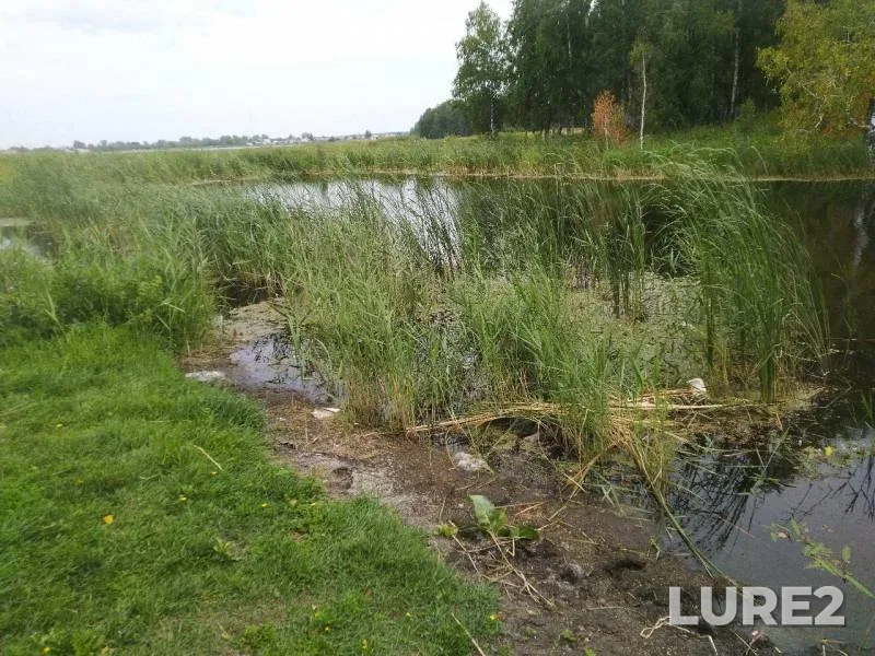 Crucian carp — Omskaya oblast, Tyukalinskiy rayon, Aug 04, 2019