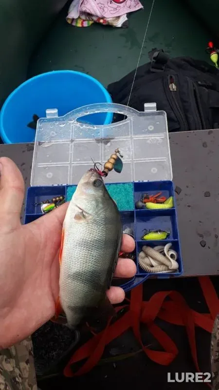Perch — Omskaya oblast, Krutinskiy rayon, Aug 05, 2019