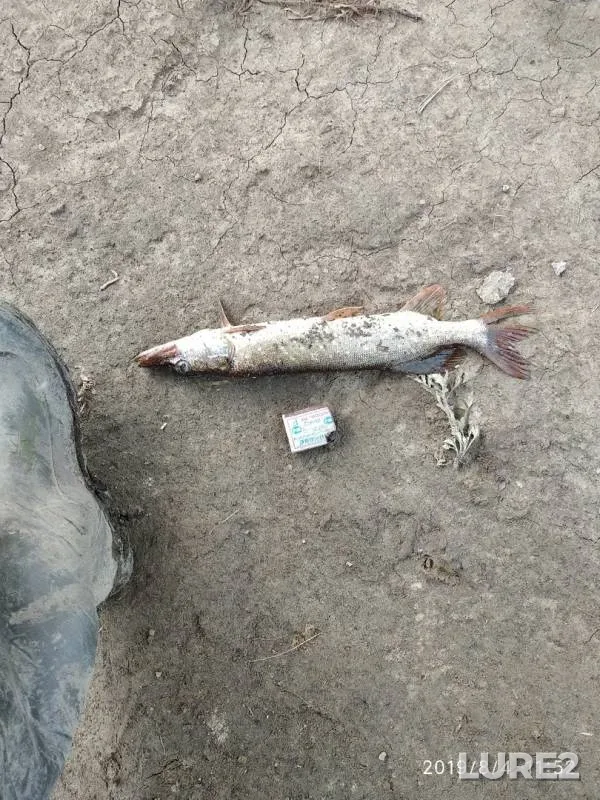 Pike — Om, Aug 05, 2019