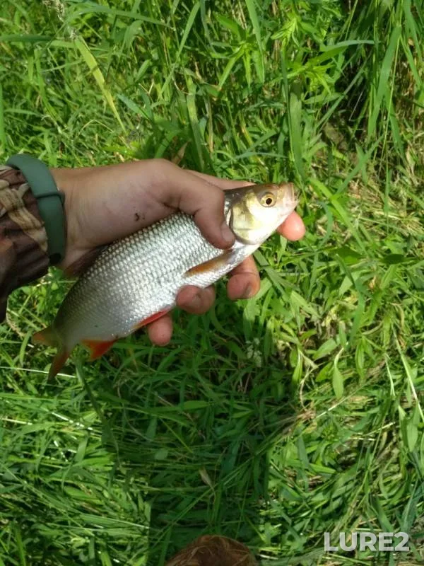 Roach — Omskaya oblast, Znamenskiy rayon, Aug 06, 2019