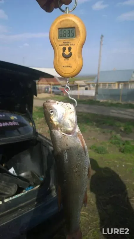 Asp, Crucian carp — Sura, May 02, 2017