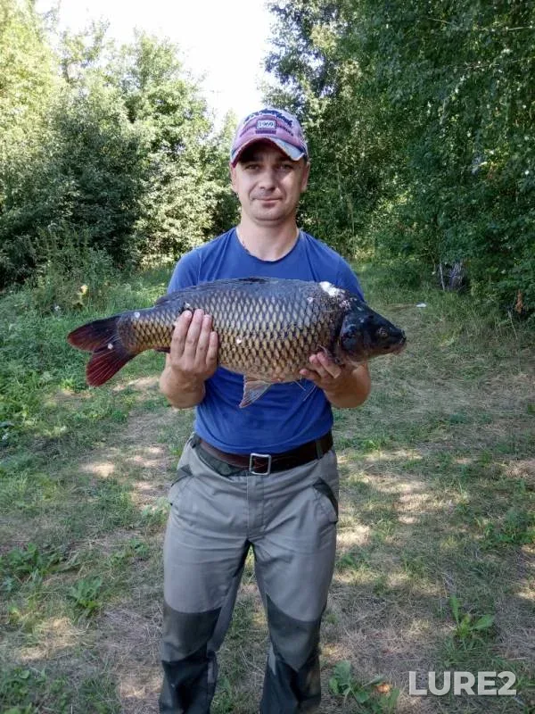 Carp — Omskaya oblast, Krutinskiy rayon, Aug 11, 2019
