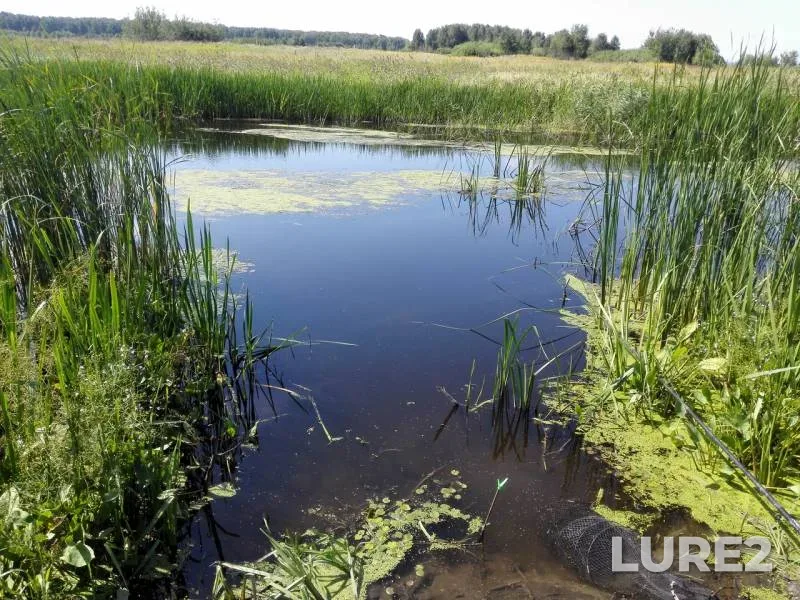 Crucian carp — Omskaya oblast, Tyukalinskiy rayon, Aug 11, 2019