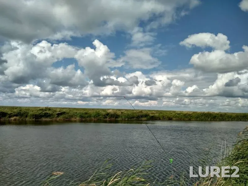 Crucian carp — Novosibirskaya oblast, Aug 12, 2019