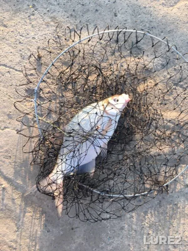 Bream — Irtysh, Aug 07, 2019