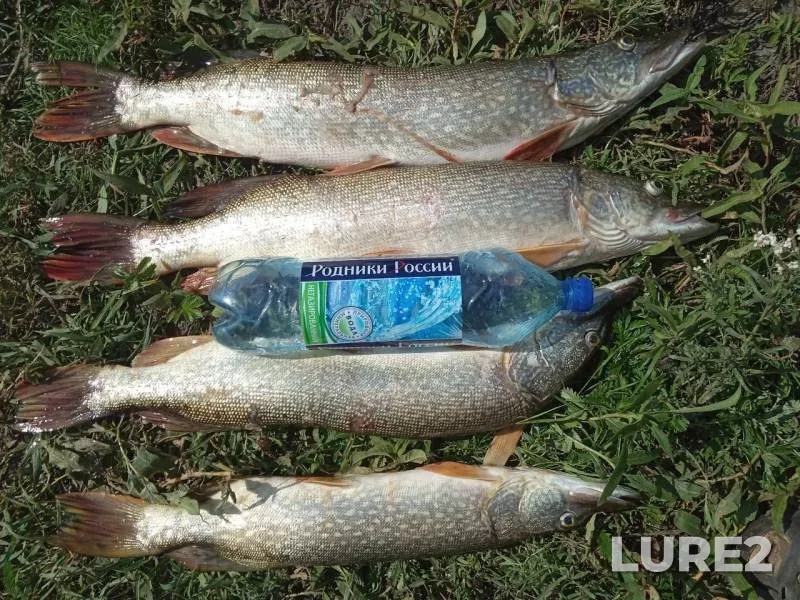 Pike — Irtysh, Aug 12, 2019