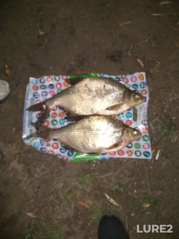 Bream — Irtysh, Aug 10, 2019