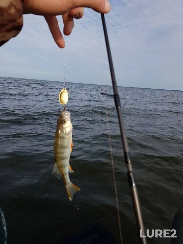 Perch — Omskaya oblast, Krutinskiy rayon, Aug 10, 2019
