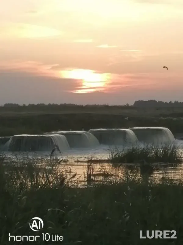 Crucian carp — Omskaya oblast, Krutinskiy rayon, Aug 12, 2019
