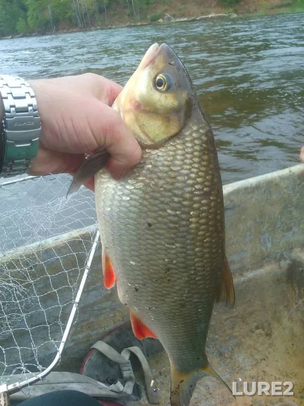 Bream, Ide — Kama, Jul 18, 2018