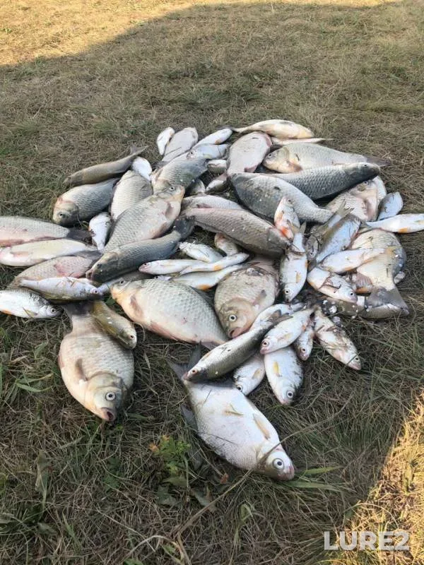 Crucian carp, Roach — Irtysh, Aug 14, 2019