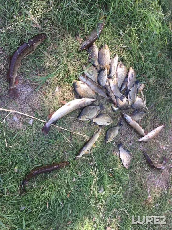 Crucian carp, Pike — Om, Aug 14, 2019