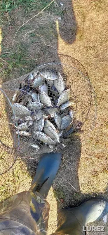 Crucian carp — Irtysh, Aug 13, 2019