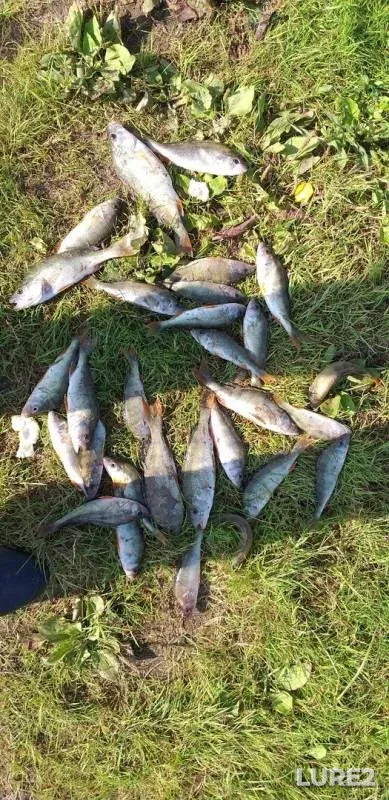 Perch — Irtysh, Aug 17, 2019