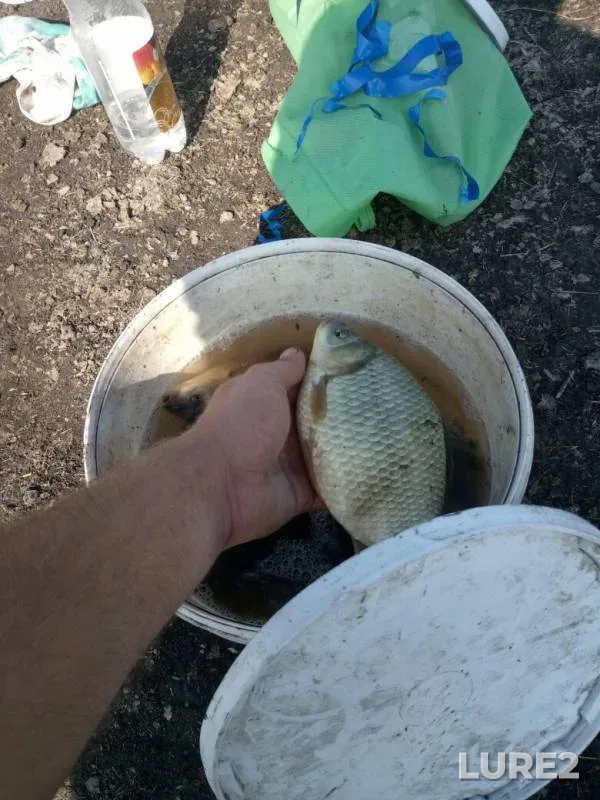 Crucian carp — Omskaya oblast, Maryanovskiy rayon, Aug 17, 2019