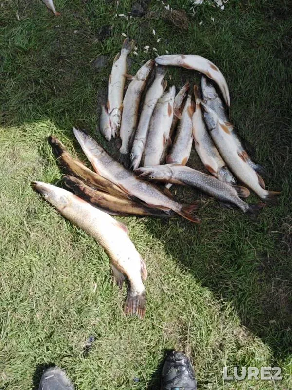 Pike — Om, Aug 19, 2019