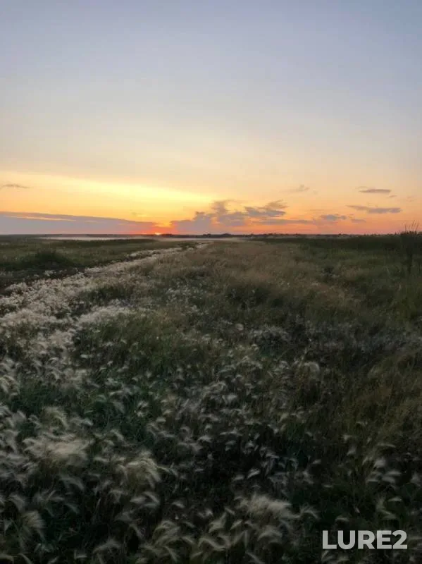 Perch — Omskaya oblast, Lyubinskiy rayon, Aug 20, 2019
