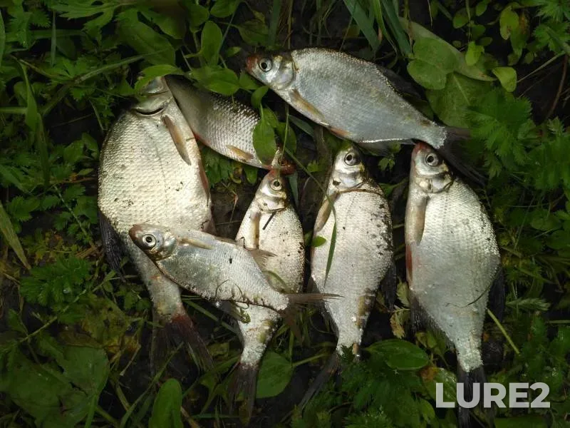 Roach, White bream — Om, Aug 20, 2019