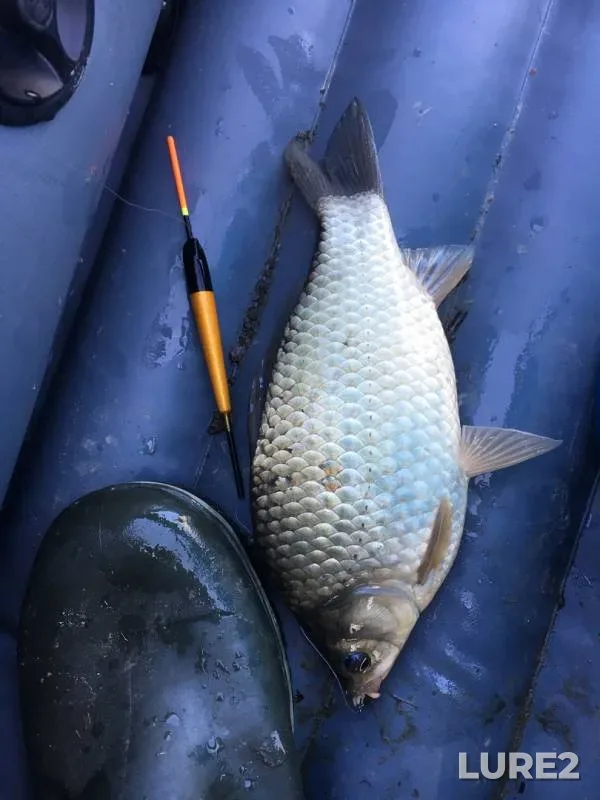 Crucian carp — Omskaya oblast, Omskiy rayon, Aug 25, 2019