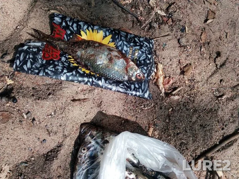 Roach — Irtysh, Aug 25, 2019