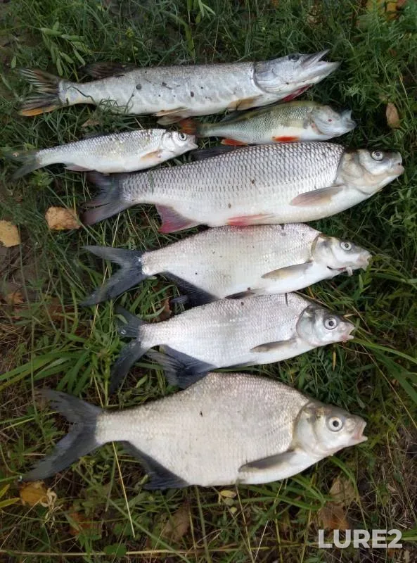 Bream, Ide — Irtysh, Aug 28, 2019
