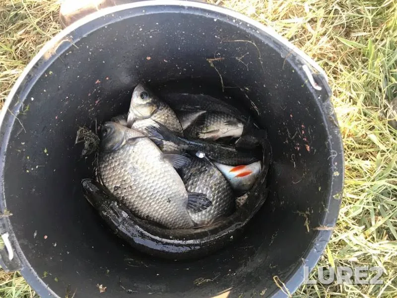Crucian carp — Omskaya oblast, Tyukalinskiy rayon, Aug 28, 2019