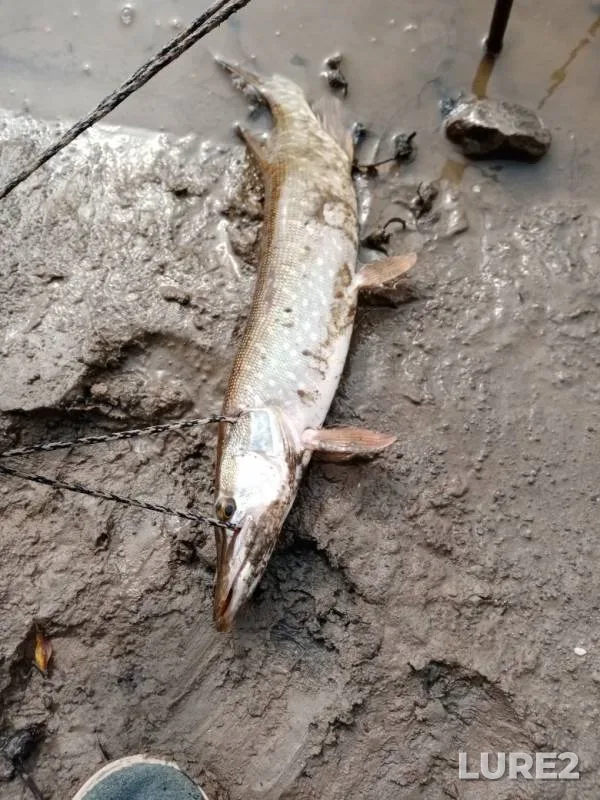 Pike — Om, Sep 02, 2019