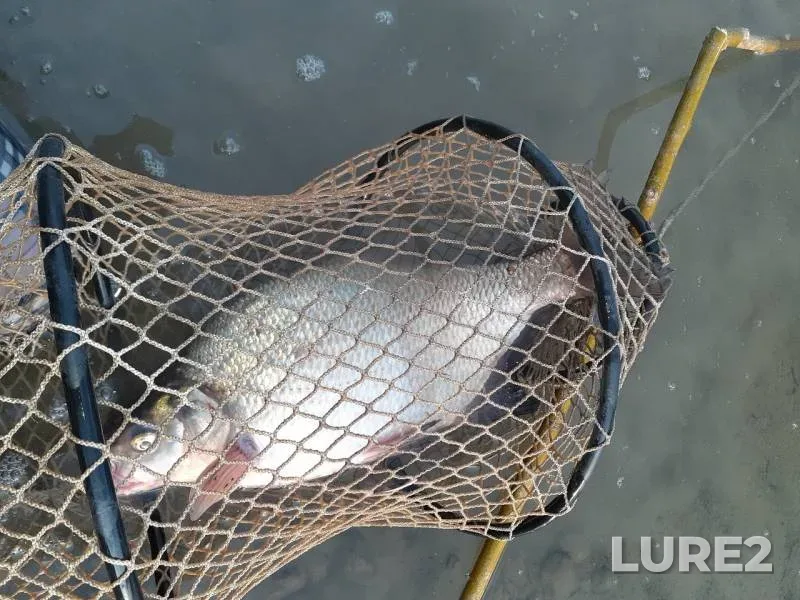 Bream — Irtysh, Sep 03, 2019