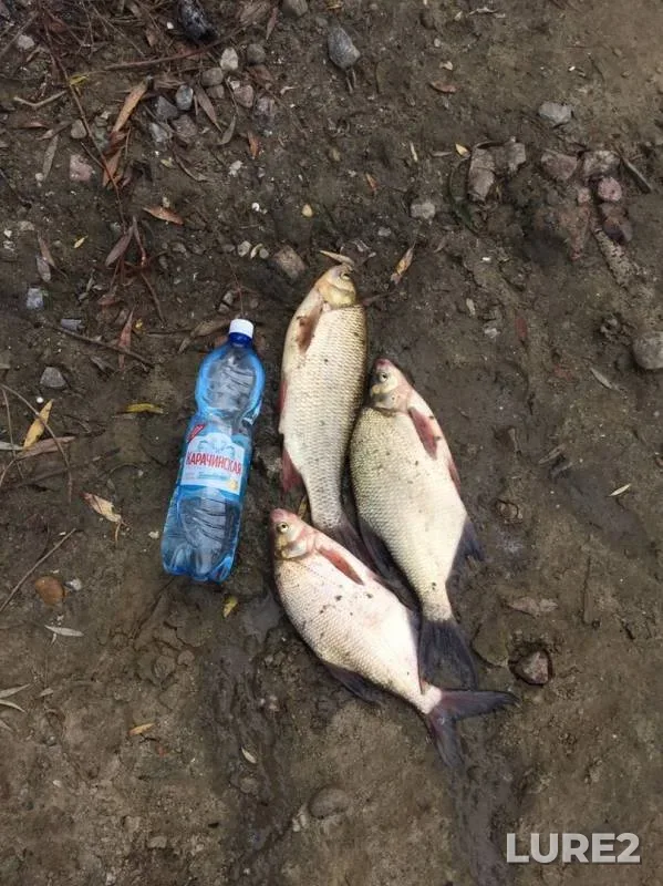 Bream, Ide — Irtysh, Sep 04, 2019