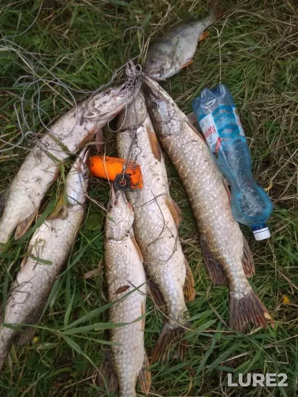 Perch, Pike — Irtysh, Sep 04, 2019