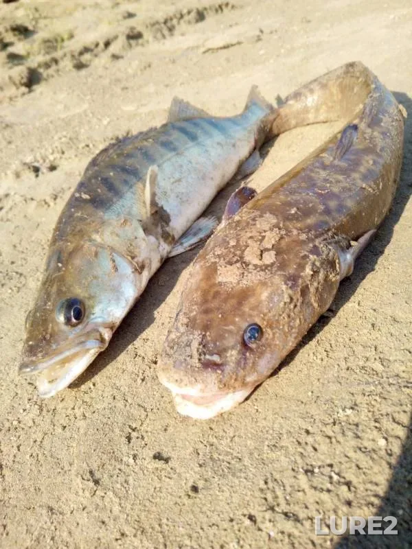 Burbot, Zander — Irtysh, Sep 07, 2019