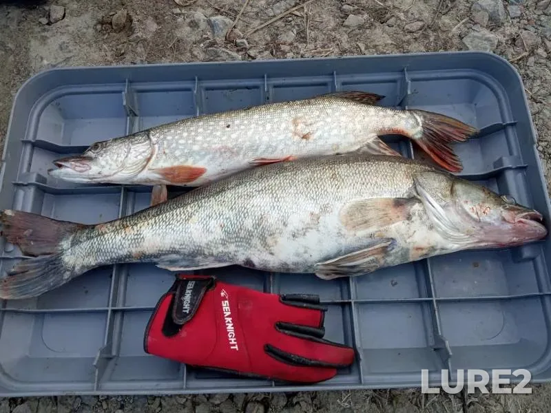 Pike, Zander — Irtysh, Sep 07, 2019
