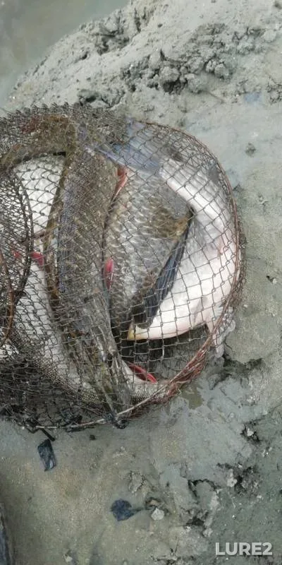Crucian carp, Pike — Om, Sep 07, 2019