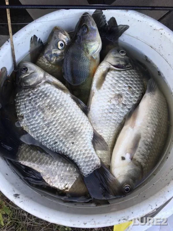 Crucian carp, Perch — Omskaya oblast, Tyukalinskiy rayon, Sep 07, 2019