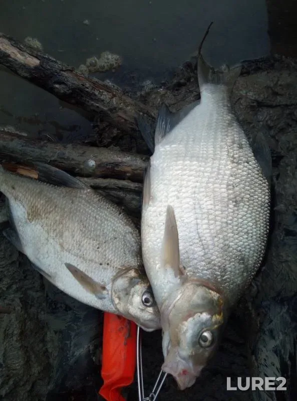 Bream — Irtysh, Sep 12, 2019